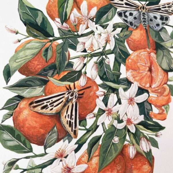 Clementines and Blue Moths - Image 2